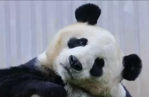Panda Zhen Zhen 2