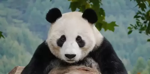 Panda Zhen Zhen 3