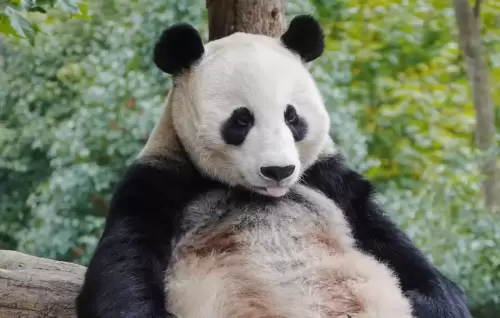 Panda Zhen Zhen 4