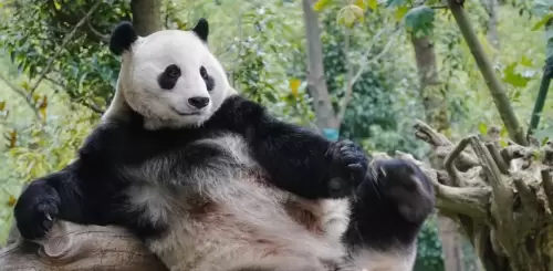 Panda Zhen Zhen 5