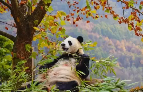 Panda Zhen Zhen 7