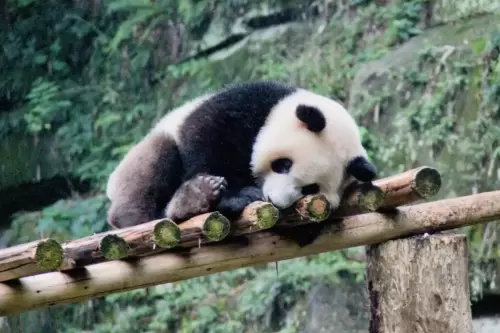 Panda Zhen Zhen 8