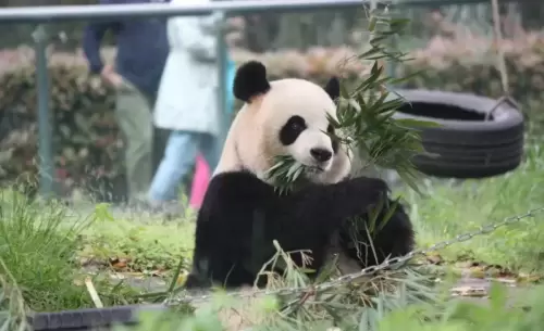 Panda Zheng Zheng 10