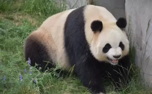 Panda Zheng Zheng 12