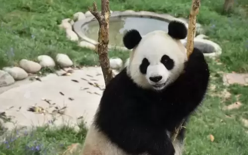 Panda Zheng Zheng 13