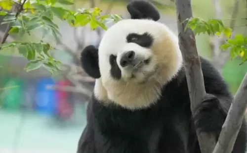 Panda Zheng Zheng 15