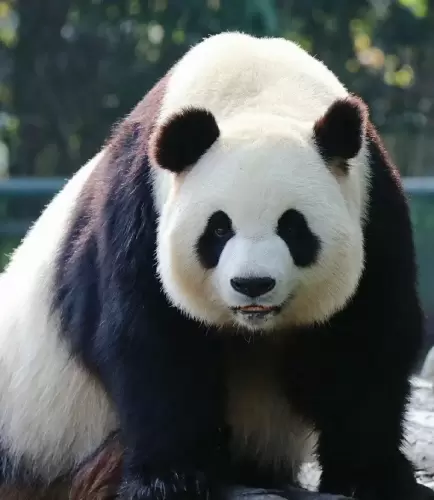 Panda Zheng Zheng 17