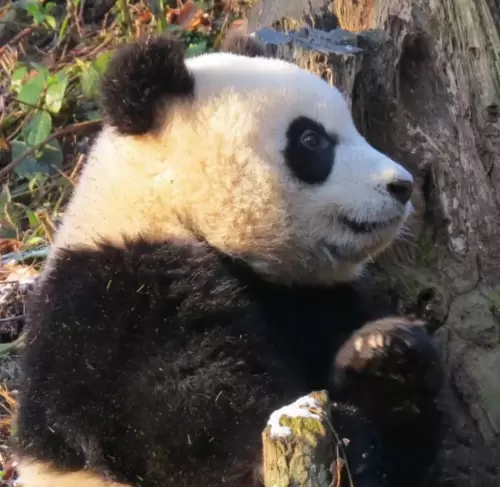 Panda Zheng Zheng 3