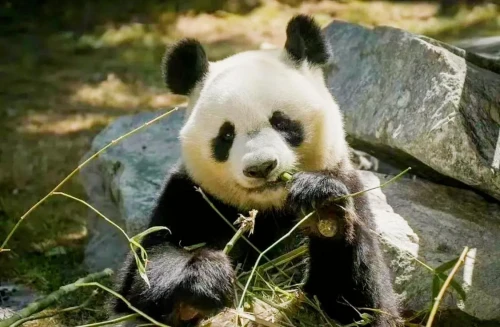 Panda Zhu Li Na 5