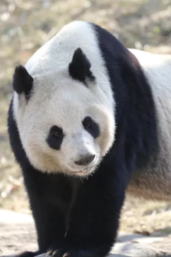 Panda Zhu Zhu 1