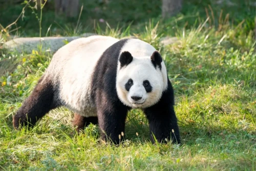 Panda Zhu Zhu 12