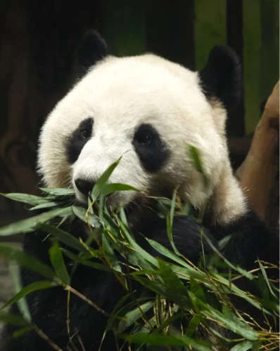 Panda Zhuang Zhuang 15