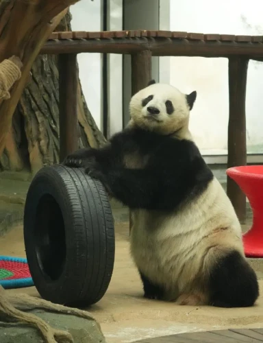 Panda Zhuang Zhuang 18