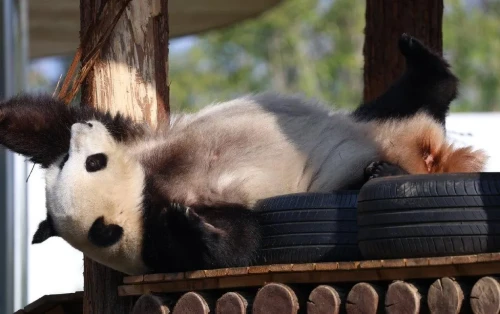 Panda Zhuang Zhuang 20