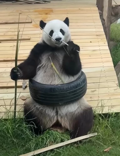 Panda Zhuang Zhuang 6