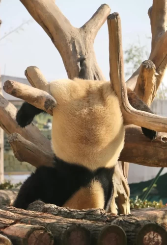 Panda Zhuang Zhuang 9