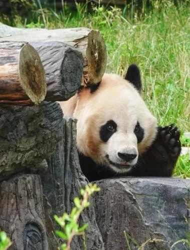 Panda Zi Yan 1