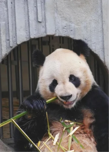 Panda Zi Yan 3