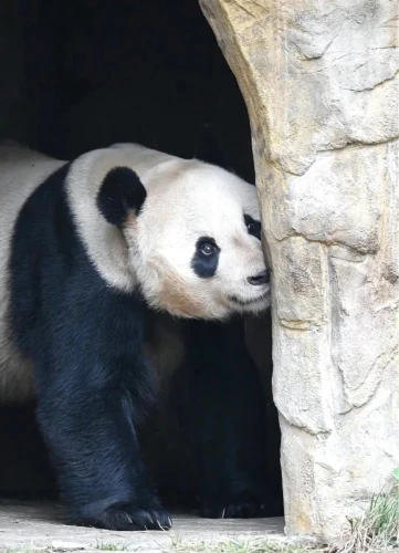 Panda Zi Yan 4