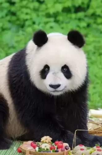 Panda Ba Zai 1