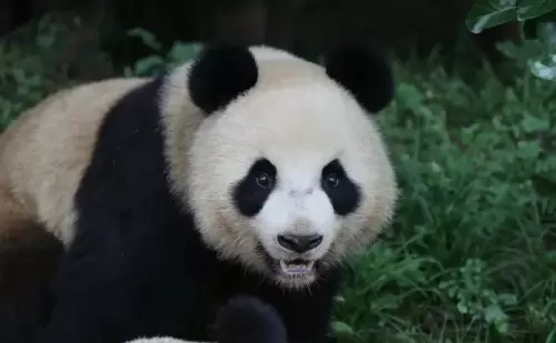 Panda Ba Zai 17