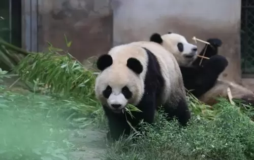 Panda Ba Zai 18