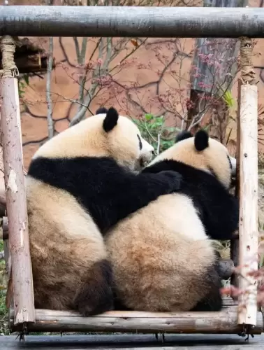 Panda Qing Lu 1