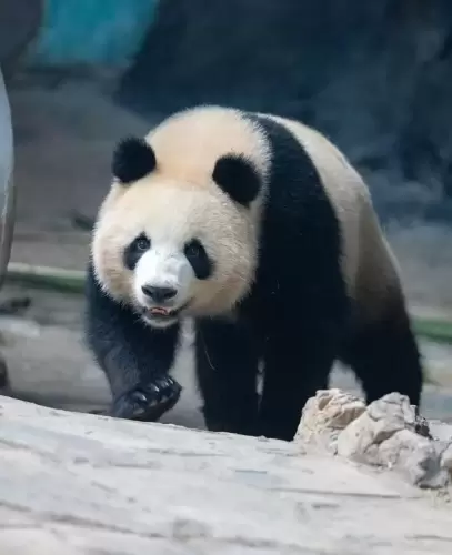 Panda Qing Lu 15