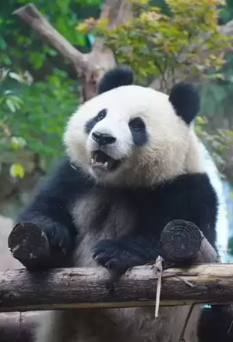 Panda Qing Lu 8