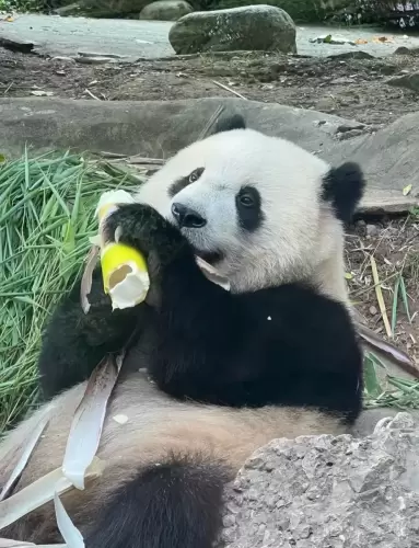 Panda Bao Yuan 13