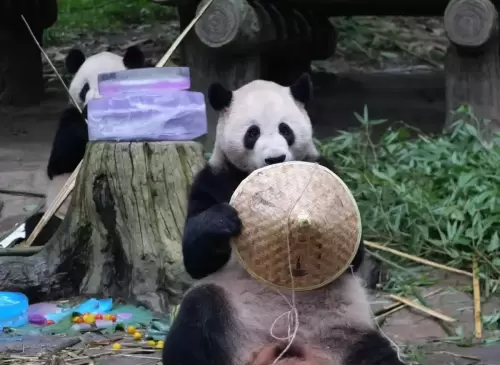Panda Bao Yuan 2
