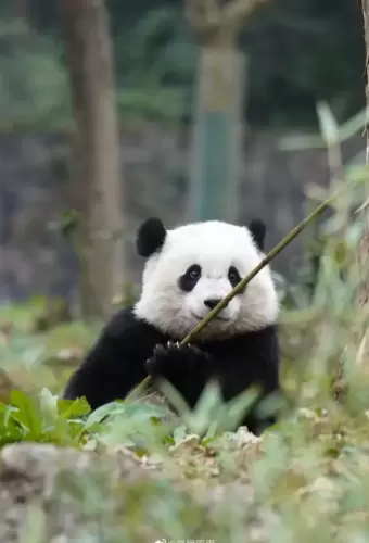 Panda Bao Yuan 3