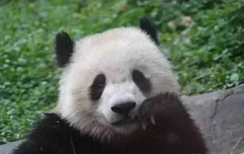 Panda Bao Yuan 4