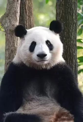 Panda He Ye 2