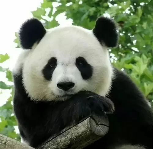 Panda Meng Lan (third Prince Of Xizhimen) 1