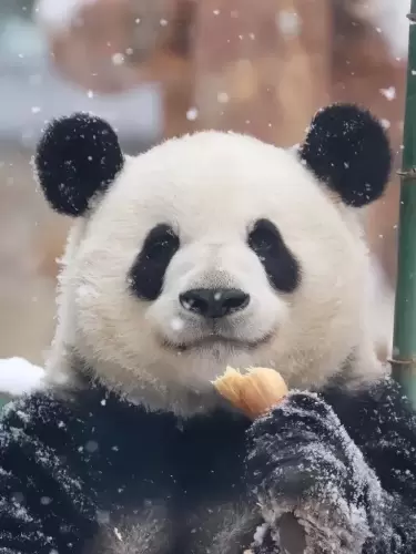 Panda Meng Lan (third Prince Of Xizhimen) 11