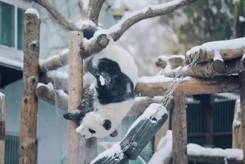 Panda Meng Lan (third Prince Of Xizhimen) 12