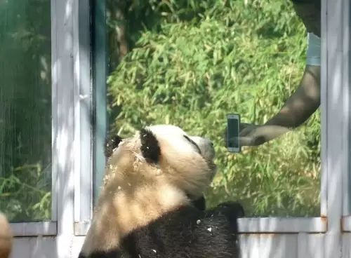 Panda Meng Lan (third Prince Of Xizhimen) 13