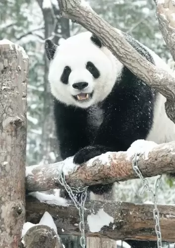 Panda Meng Lan (third Prince Of Xizhimen) 16