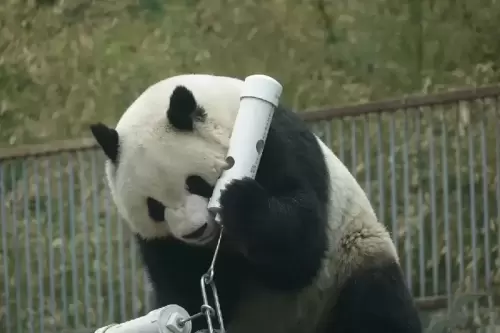 Panda Meng Lan (third Prince Of Xizhimen) 3