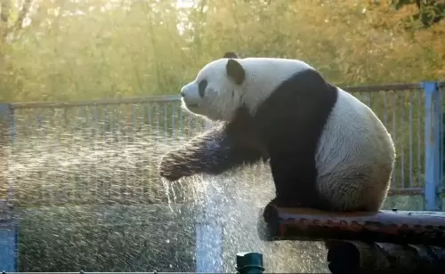 Panda Meng Lan (third Prince Of Xizhimen) 7