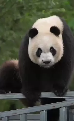 Panda Qin Hua 11
