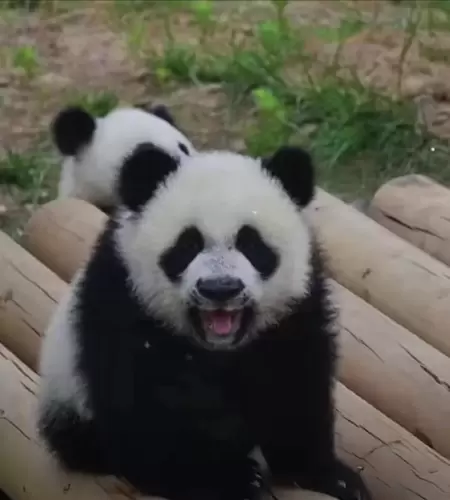 Panda Qin Hua 5