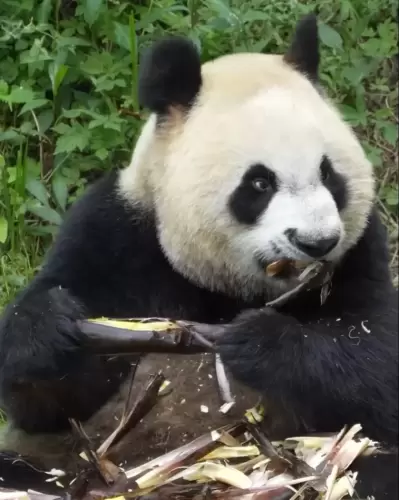Panda Qin Hua 7