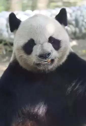 Panda Yuan Xiao 1