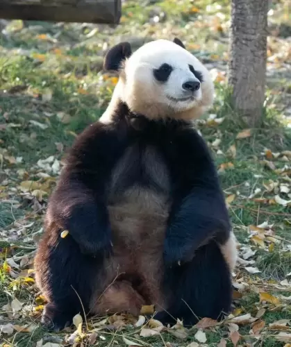 Panda Yuan Xiao 10