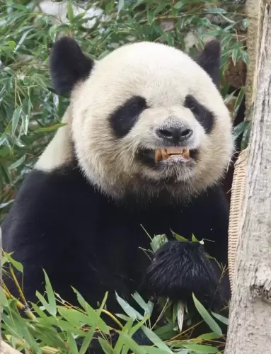 Panda Yuan Xiao 18