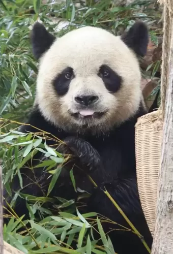 Panda Yuan Xiao 19