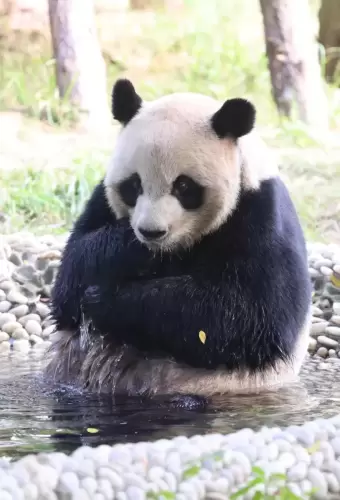 Panda Yuan Xiao 2