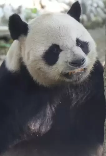 Panda Yuan Xiao 3